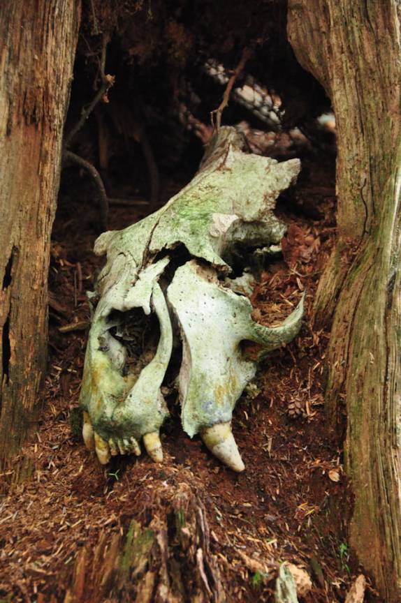 Crânio de urso em altar improvisado na trilha de Metlakatla, na área de Prince Rupert, na British Columbia, oeste do Canadá